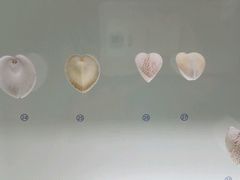 -青岛贝壳博物馆