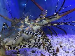 -宜宾海鲜酒家·三十年老字号