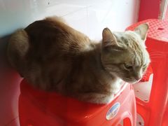 -胡椒猪肚汤(康王店)