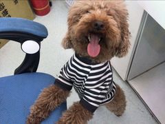 -汪喵宠物医院·骨科心脏影像·犬猫急重症ICU诊疗中心(成华分院)