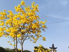 -长洲岛