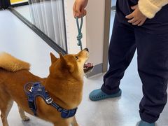 -宠物星动物医院·眼科·异宠·猫科(江南大道总院)