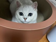 -老吴的猫·猫舍(新区店)