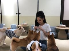 -逗柴咖啡屋·狗咖猫咖宠物桌游