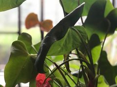 -老东吴食府(雅都店)