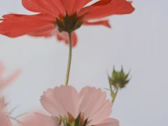 -天适樱花悠乐园