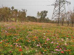 -三圣花乡旅游区