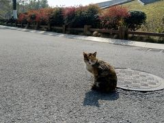 -合肥滨湖国家森林公园