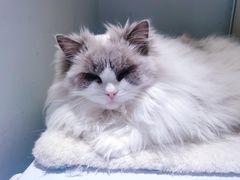 -喵的天空名猫咖啡馆·撸猫·猫舍·用品