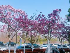 -合肥滨湖国家森林公园