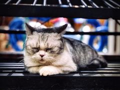 -more than meow吴止猫主题餐厅(承德 中船汇店)