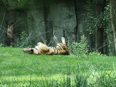 -北京野生动物园