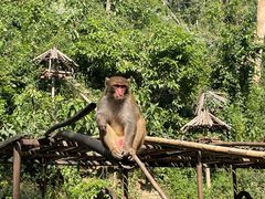 -西双版纳原始森林公园