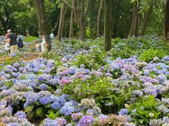 -上海共青森林公园