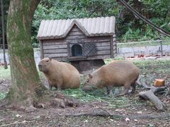 -上海野生动物园