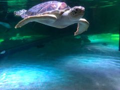 -暹罗海洋世界
