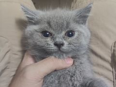 -创凡宠物医院·骨专科  猫科中心(西乡分院)