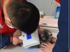 -伟伟宠物医院·瑞派猫友好医院·猫科(光谷店)