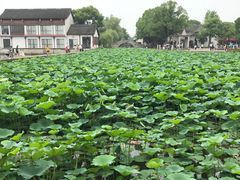 -鲁镇