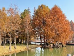 -贡湖湾湿地公园