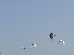 -盐城丹顶鹤湿地生态旅游区