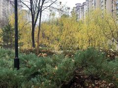 -华祥苑茶馆•国缤茶小蓝罐(普罗旺斯店)