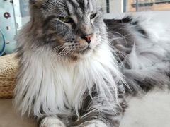-瞄一喵猫咖(格力海岸店)