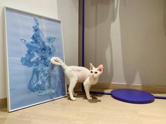-Pets First伊珊娜洗护·精致美容·家庭式寄养(新会路店)