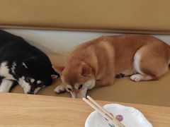 -柴の食堂·日式家庭料理·熊之肆(大学路店)