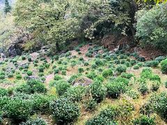 -石台牯牛降景区