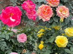 -人民公园(罗湖区)