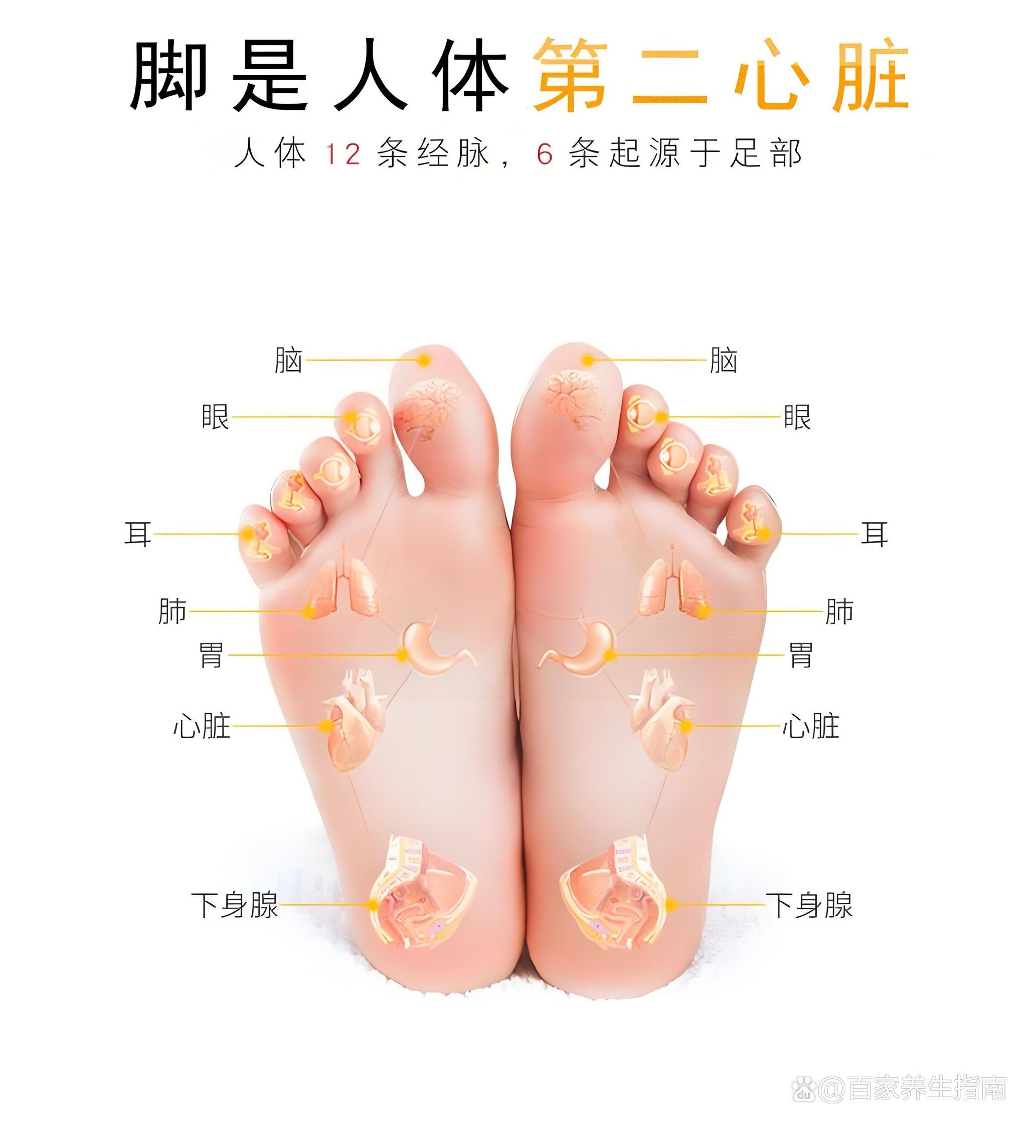 脚是人体第二心脏