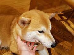 -柴务处·柴犬主题狗咖