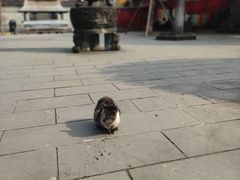 -磁器口古镇