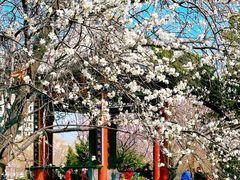 -桃花堤公园