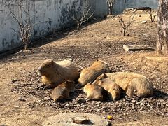 -合肥野生动物园