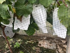 -马陆小张葡萄园农家乐