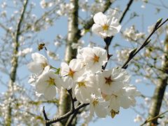 -西北湖绿化广场