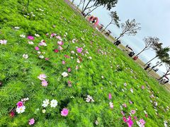 -野狸岛