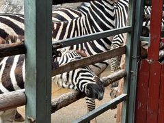 -泉州海丝野生动物世界