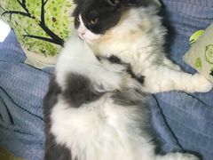 -李小姐の猫咖啡馆(五角场店)