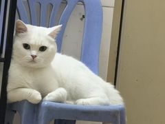 -博特宠物医院24h犬猫全科.骨科·异宠