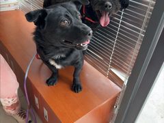 -艾贝尔宠物医院 ·内科全科(梁溪路店)