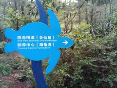 -广东惠东海龟国家级自然保护区