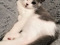 -安安宠医宠物医院·异宠·犬猫内科(岳阳分院)