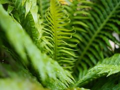 -小西家作(富力爱丁堡店)