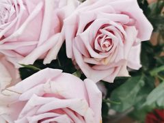 -HALF ORANGE 半个橙子