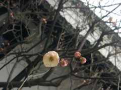 -绮园景区