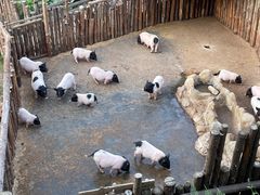 -泉州海丝野生动物世界