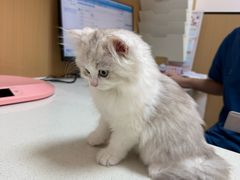 -瑞派康怡24h宠物医院·犬猫医疗中心·微创绝育(瑞景分院)